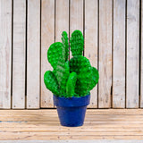 Les cactus